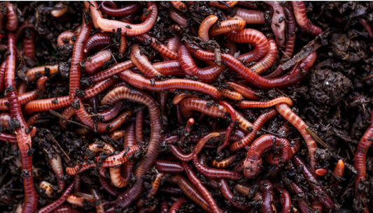 What's all this fuss about earthworm poop?